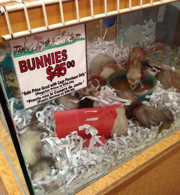 Pet shop sign labeled "Bunnies" with ferrets in the enclosure, showcasing a classic one-job fail.