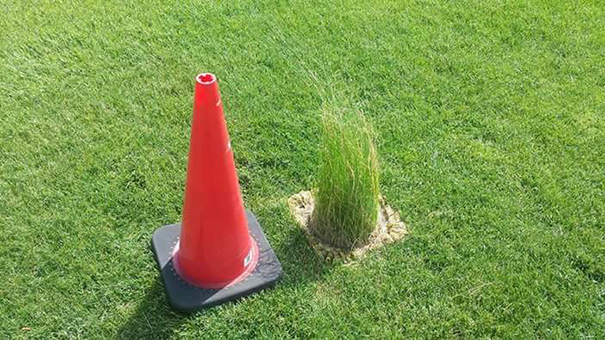 Traffic cone near patch of untrimmed grass on a lawn, showing a failed job task.