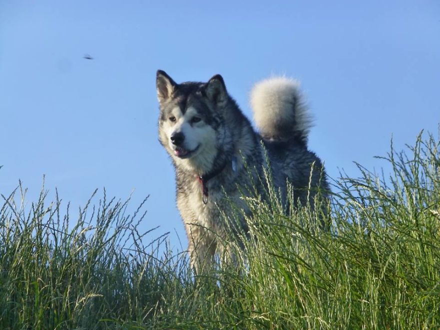 Meet Sljemenka, The Dog With Runner's Heart Meet Sljemenka, The Dog With Runner's Heart