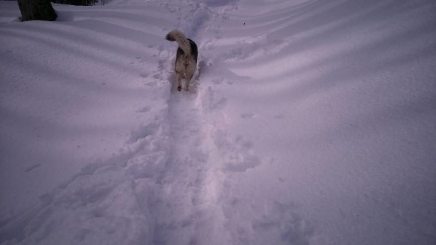 Meet Sljemenka, The Dog With Runner's Heart
