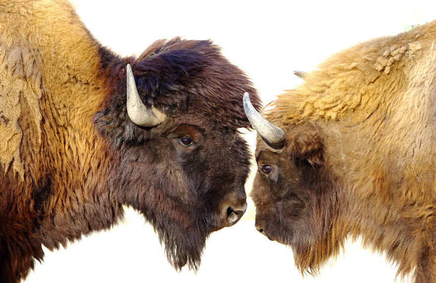 I Made This Photos To Show Everyone That Sometimes Animals Are More Loving Than We Are