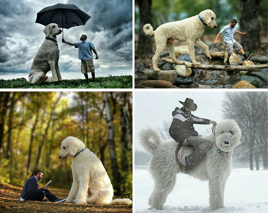 Juji The Giant Dog Photo Manipulations