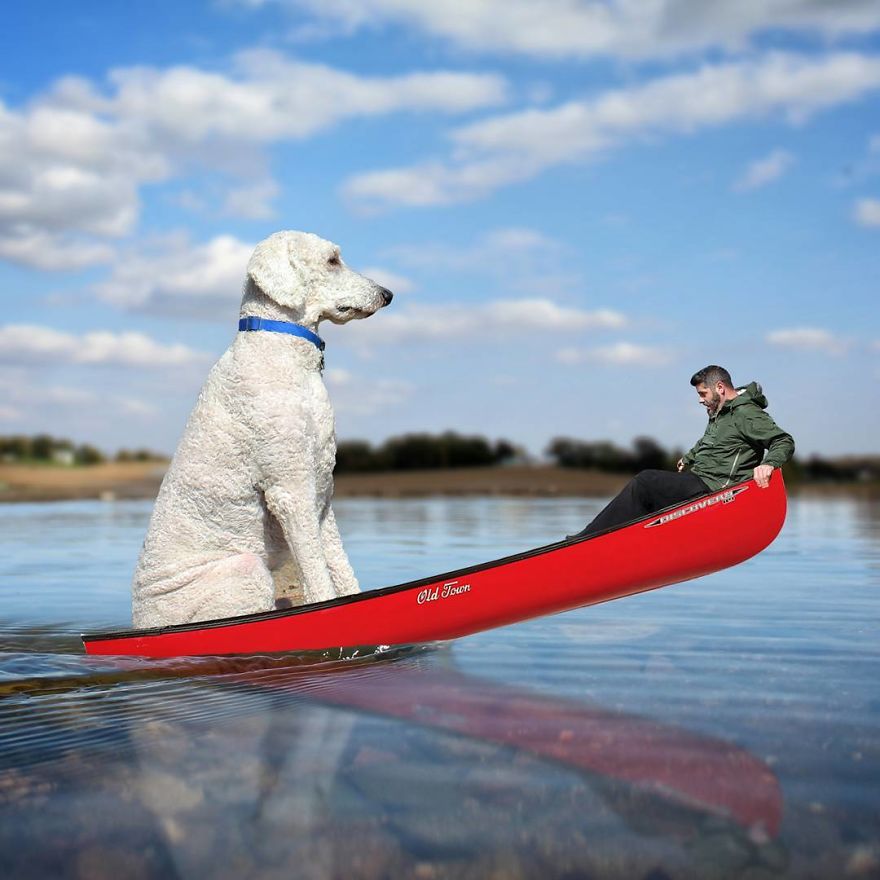 Juji The Giant Dog Photo Manipulations