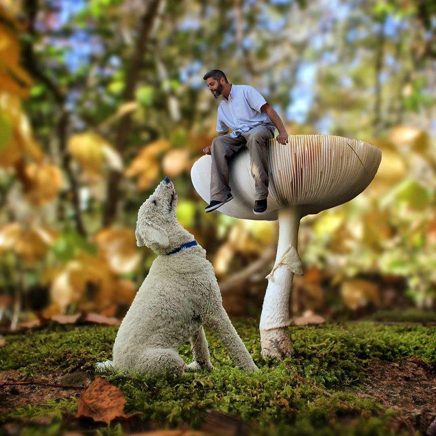 Juji The Giant Dog Photo Manipulations