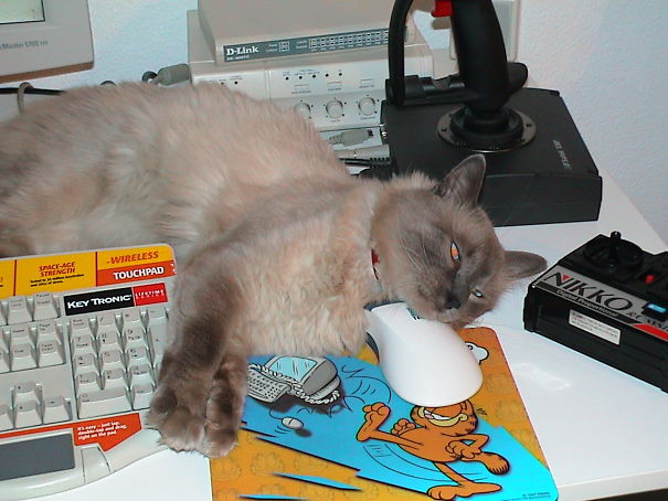 When Your Cat Almost Catches The Mouse, But Decides To Take A Nap.