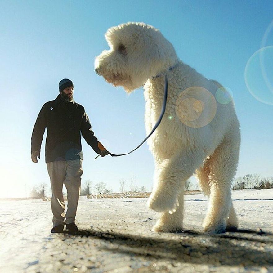 Juji The Giant Dog Photo Manipulations