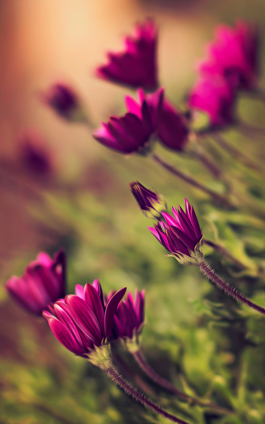 I Turn My Macro Shots Into Looking Smooth And Silky