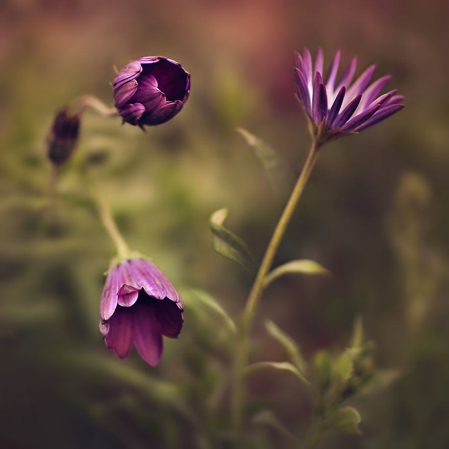 I Turn My Macro Shots Into Looking Smooth And Silky