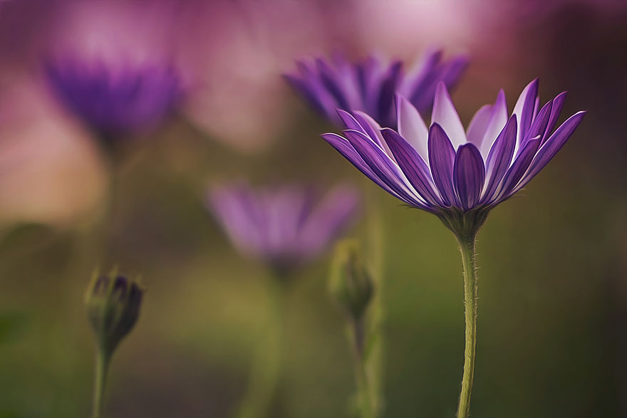 I Turn My Macro Shots Into Looking Smooth And Silky