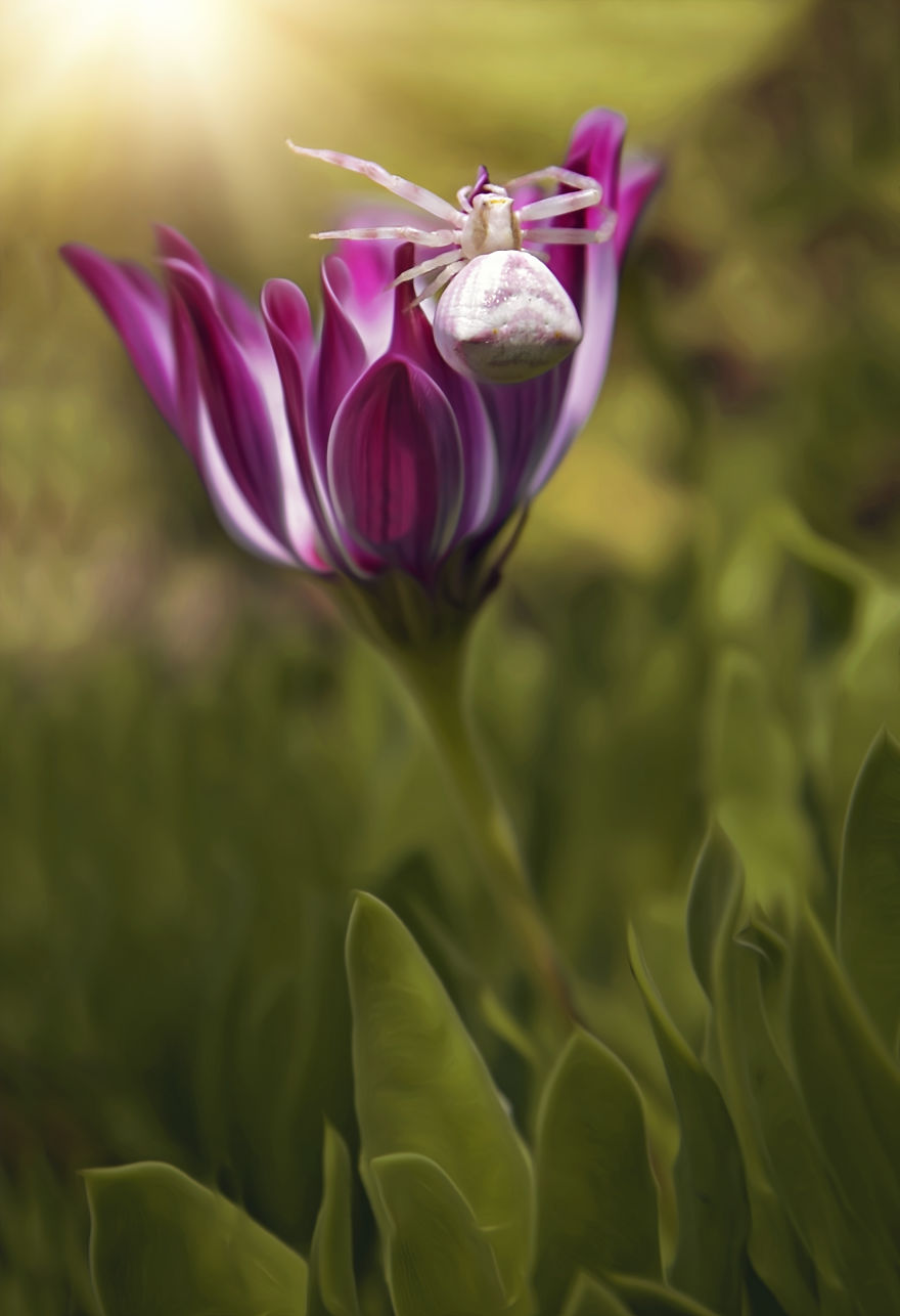 I Turn My Macro Shots Into Looking Smooth And Silky