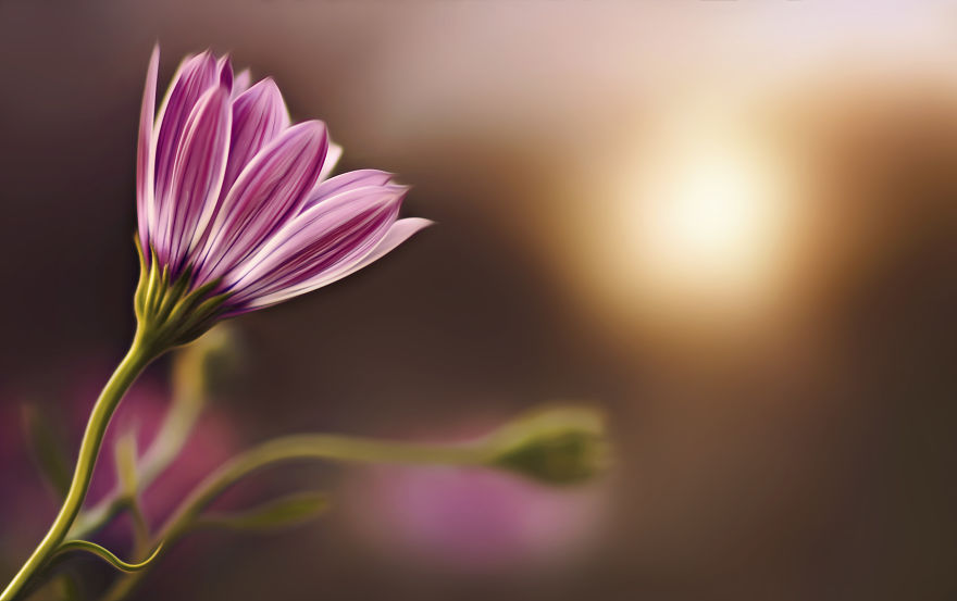 I Turn My Macro Shots Into Looking Smooth And Silky