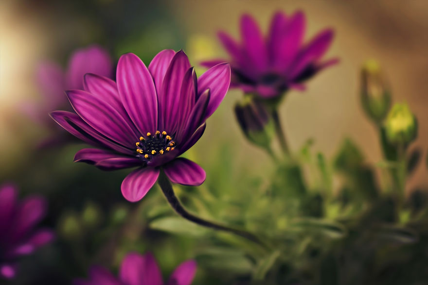 I Turn My Macro Shots Into Looking Smooth And Silky