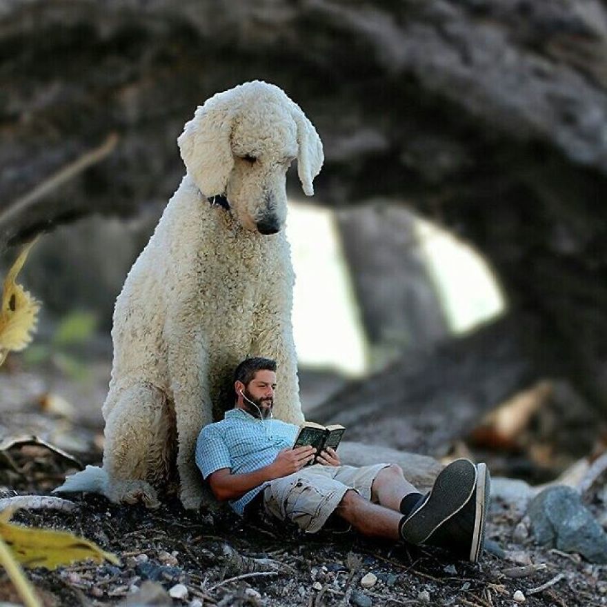 Juji The Giant Dog Photo Manipulations