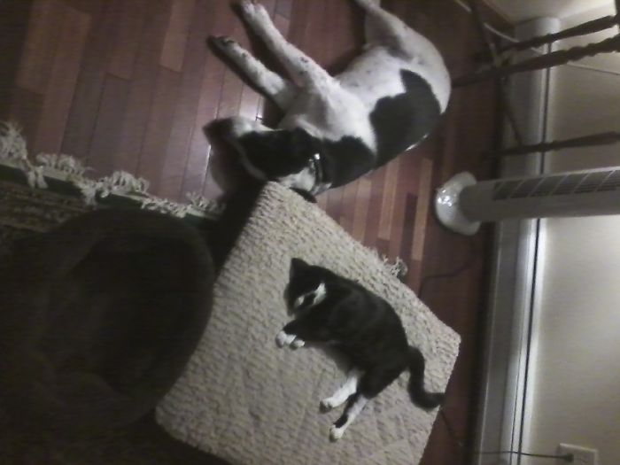 It's All Cats, Poor Puppies :(