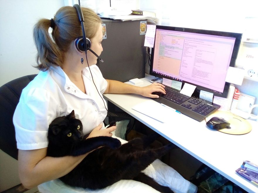 Rescue Cat Who Can't Walk Becomes Nurse, Helps Sick Animals And Even Saves Their Lives