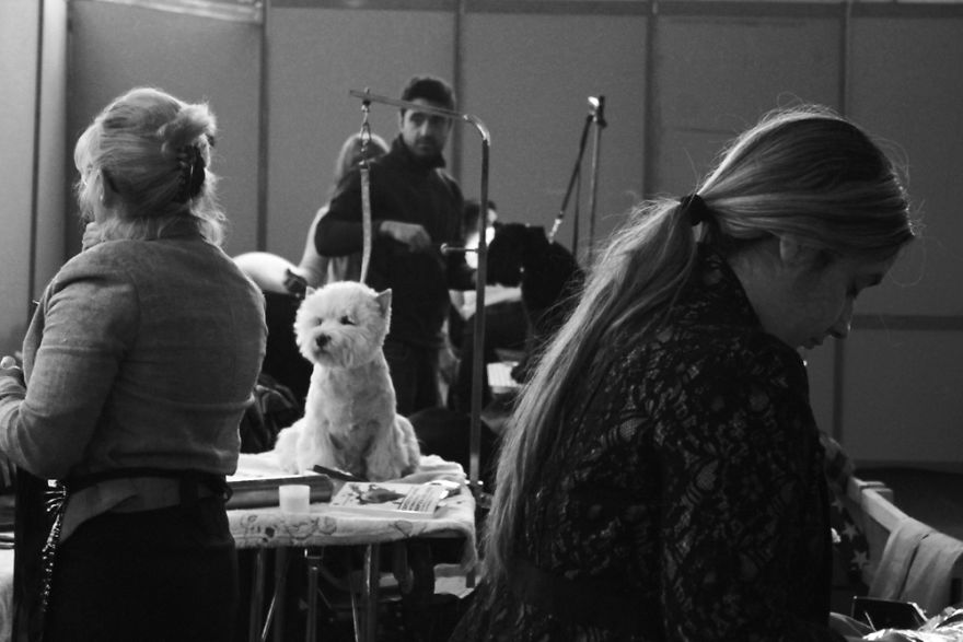 I Try To Capture Special Moments Between Dogs And Owners At Dog Shows