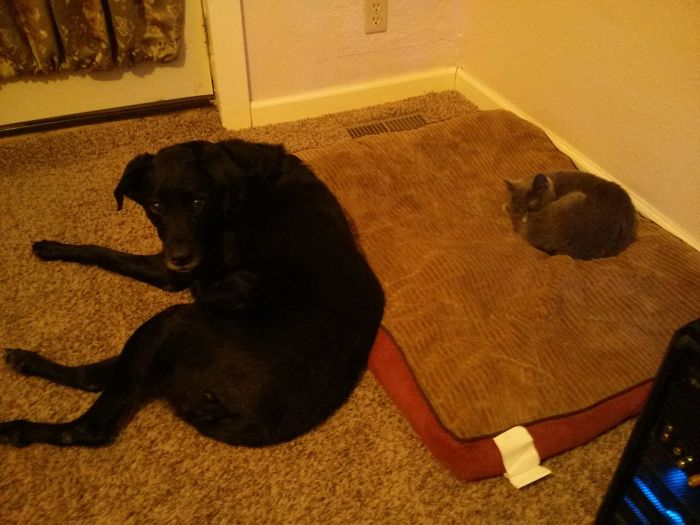 This Cat Knows That The Dogs Are Scared Of Her.