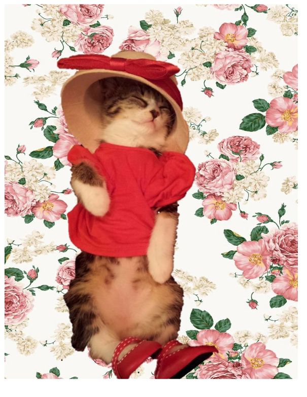 Scout Fell Asleep In The American Girl Store Dressing Room.