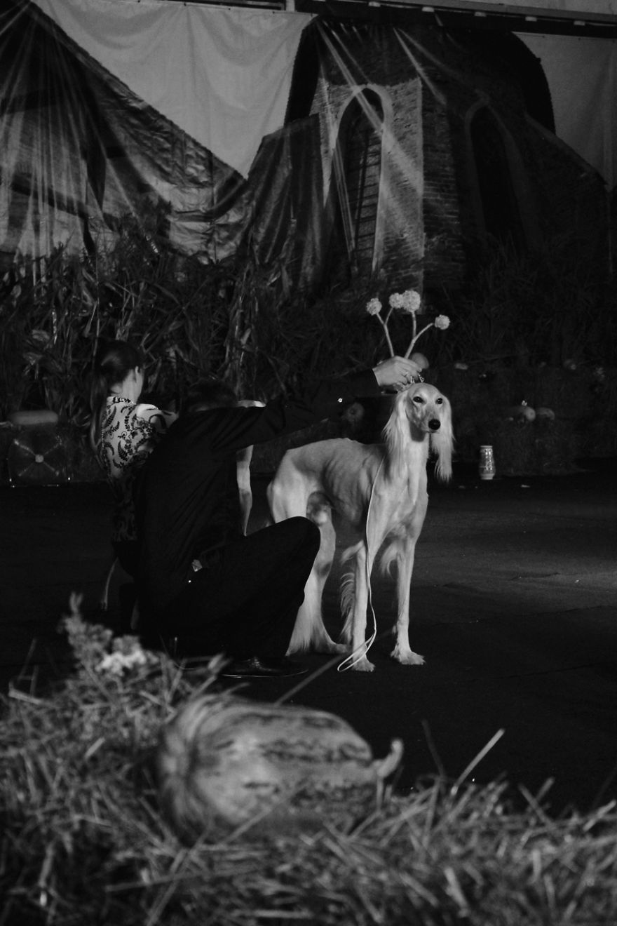 I Try To Capture Special Moments Between Dogs And Owners At Dog Shows