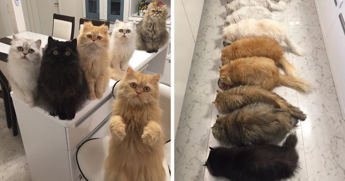 “12 Cats Lady” Is Exploding Instagram With Her Twelve Persians