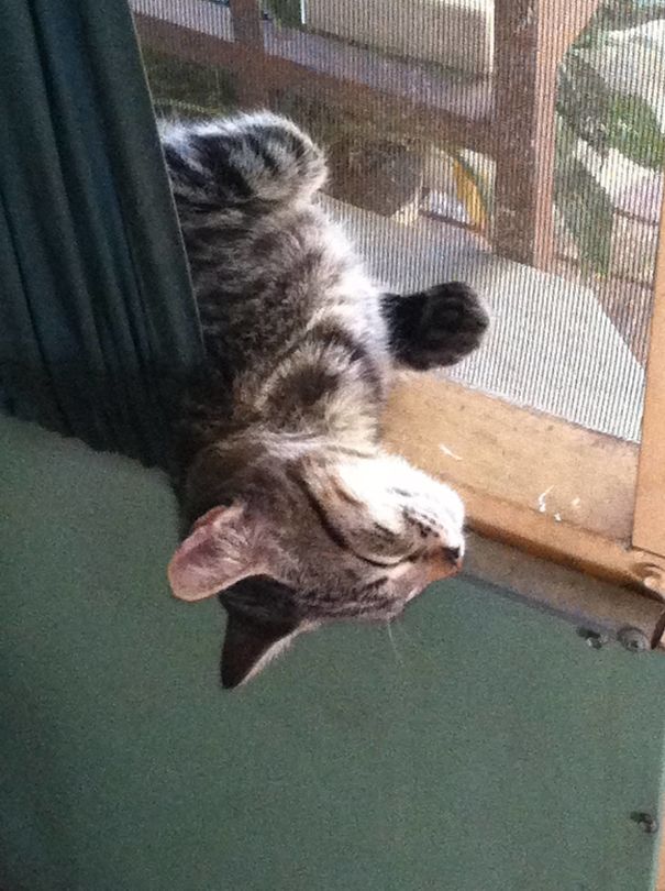 Porch Window Napper