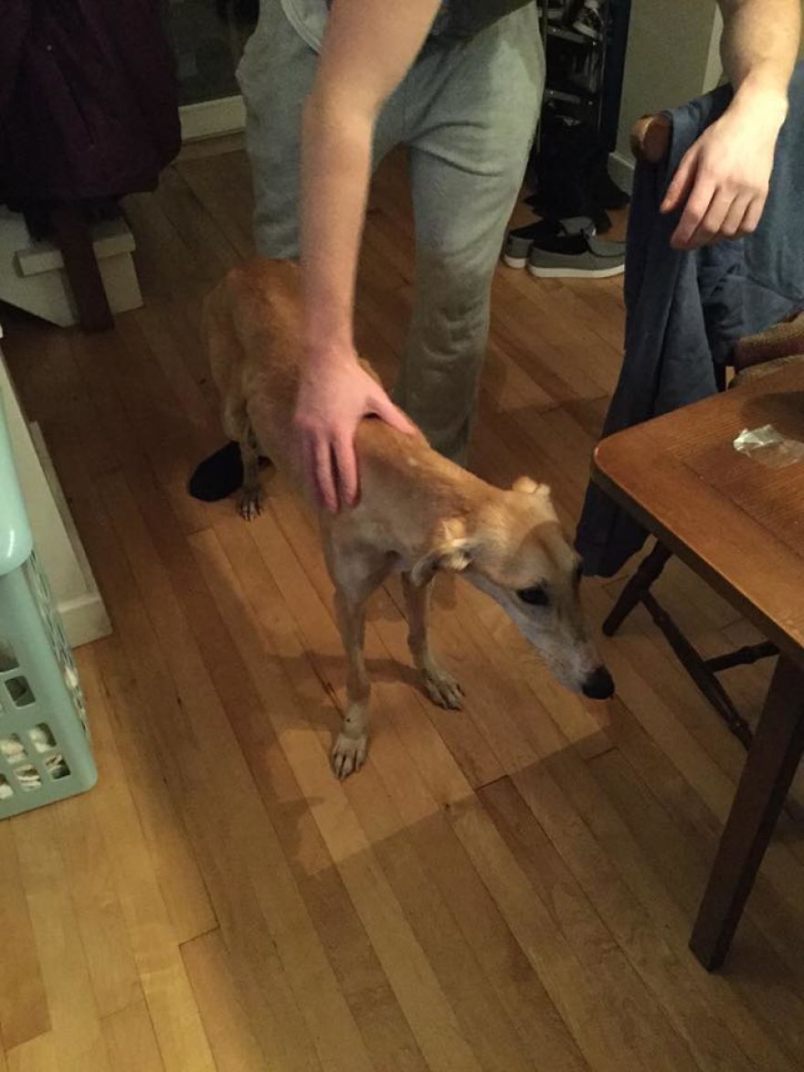 We Took A Stray Dog Home And She Never Left