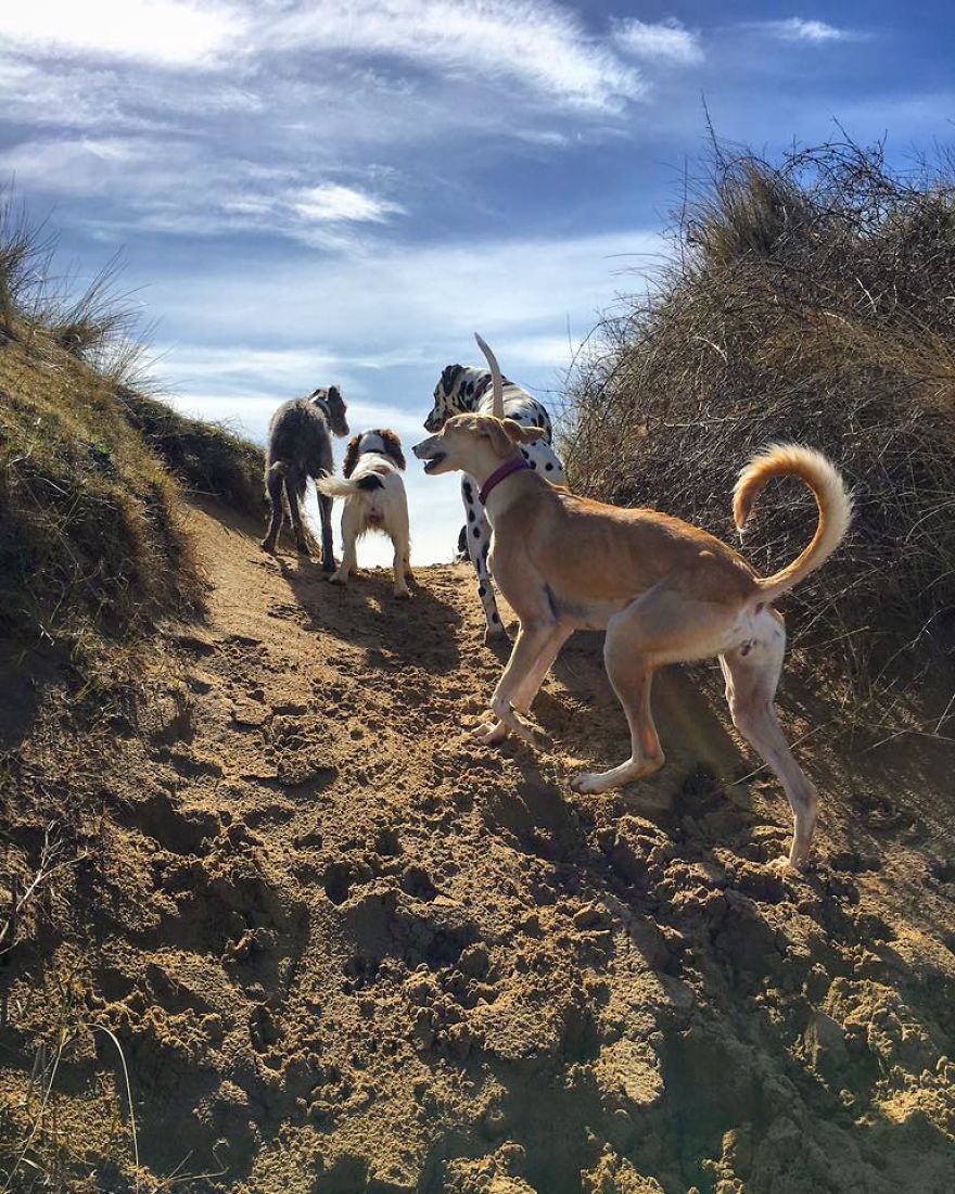 We Took A Stray Dog Home And She Never Left We Took A Stray Dog Home And She Never Left