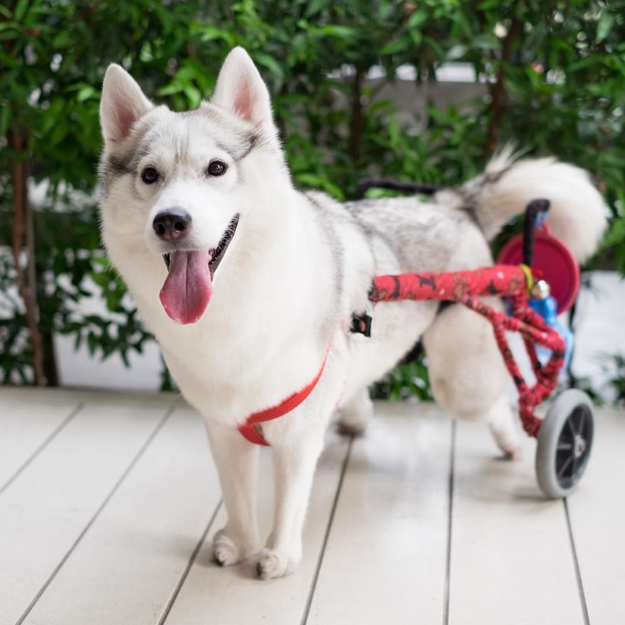 Husky Born Without Paws Gets Adopted And Becomes The Happiest Pup In A Wheelchair