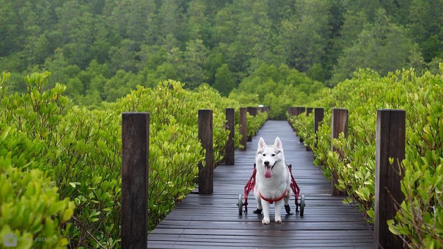 Husky Born Without Paws Gets Adopted And Becomes The Happiest Pup In A Wheelchair