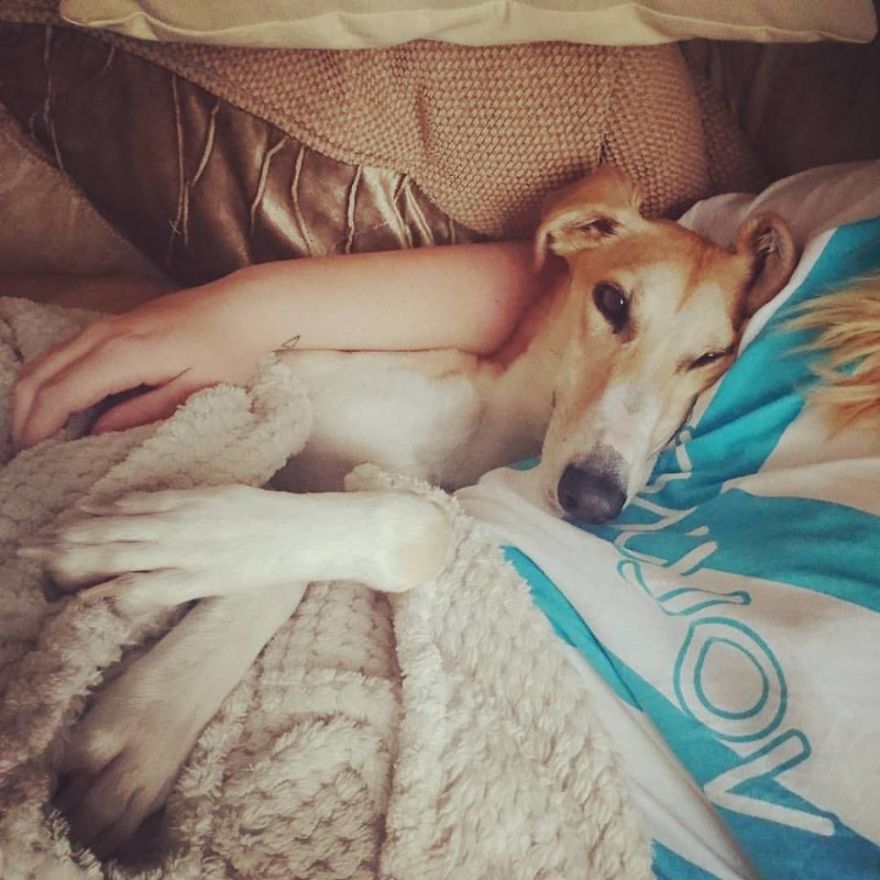 We Took A Stray Dog Home And She Never Left