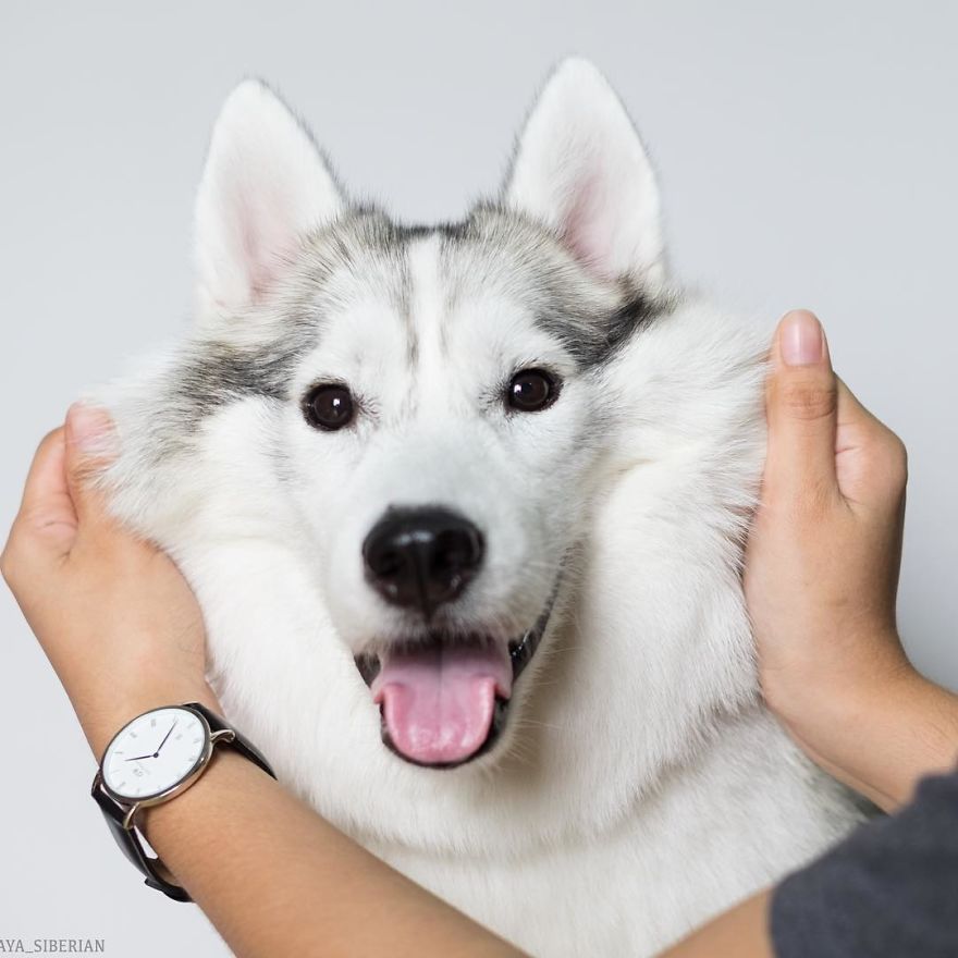 Husky Born Without Paws Gets Adopted And Becomes The Happiest Pup In A Wheelchair
