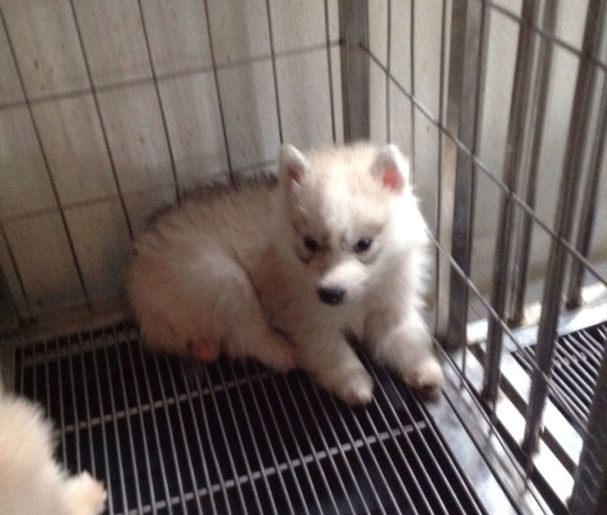 Husky Born Without Paws Gets Adopted And Becomes The Happiest Pup In A Wheelchair Husky Born Without Paws Gets Adopted And Becomes The Happiest Pup In A Wheelchair
