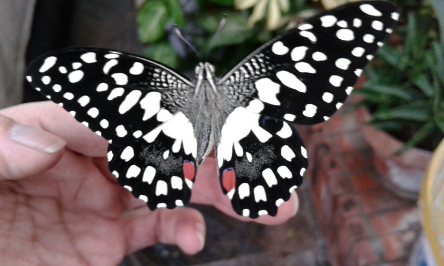 When She's Not In The Skies She's Raising Butterflies :) When She's Not In The Skies She's Raising Butterflies :)