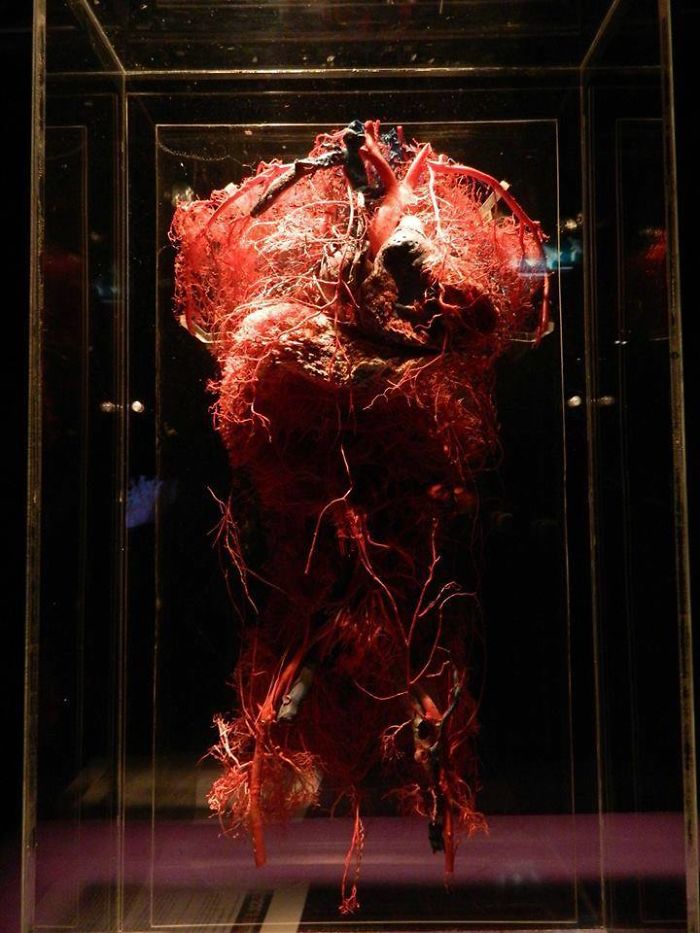 Human Body , Like Never Before ! (+20 Amazing Photos) Human Body , Like Never Before ! (+20 Amazing Photos)