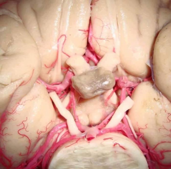 Human Body , Like Never Before ! (+20 Amazing Photos) Human Body , Like Never Before ! (+20 Amazing Photos)