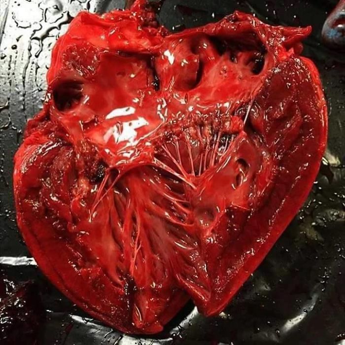 Human Body , Like Never Before ! (+20 Amazing Photos) Human Body , Like Never Before ! (+20 Amazing Photos)