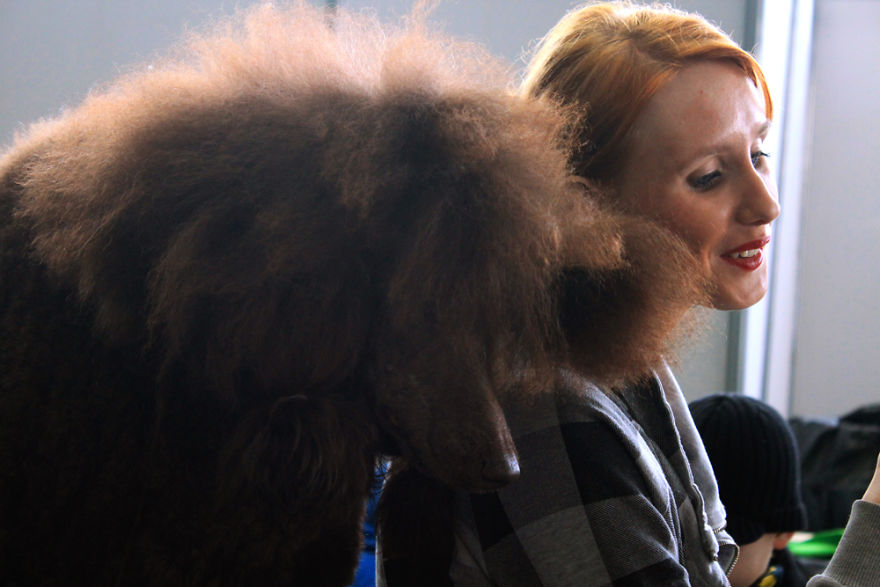 I Try To Capture Special Moments Between Dogs And Owners At Dog Shows