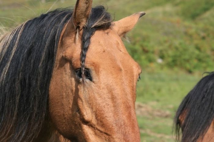20 Horses With Better Hairdos Than Yours 20 Horses With Better Hairdos Than Yours