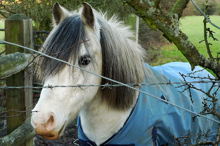 20 Horses With Better Hairdos Than Yours 20 Horses With Better Hairdos Than Yours