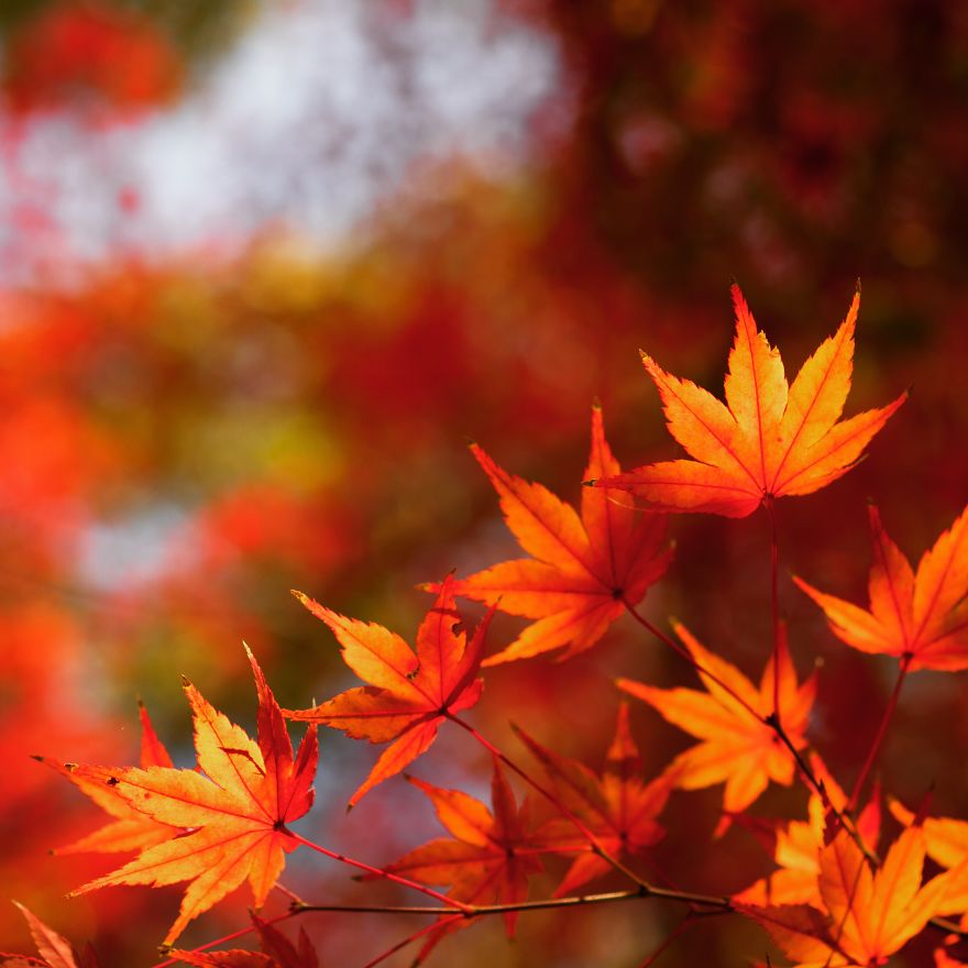 I Invite You To The Visual Haiku World In Tokyo