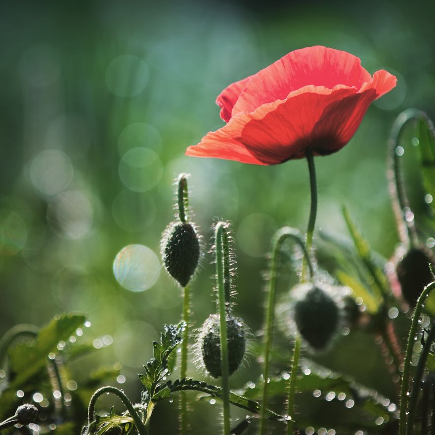 I Invite You To The Visual Haiku World In Tokyo