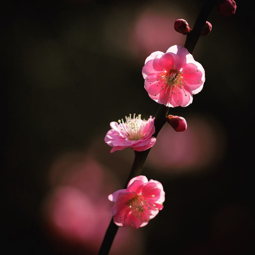 I Invite You To The Visual Haiku World In Tokyo