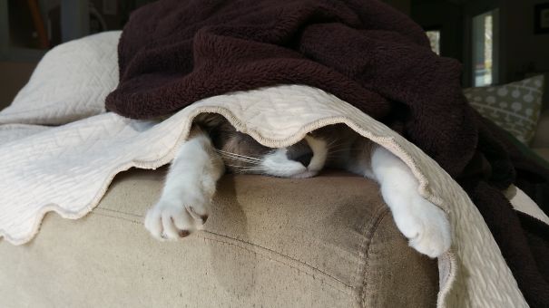 Playing Hide And Sleep.