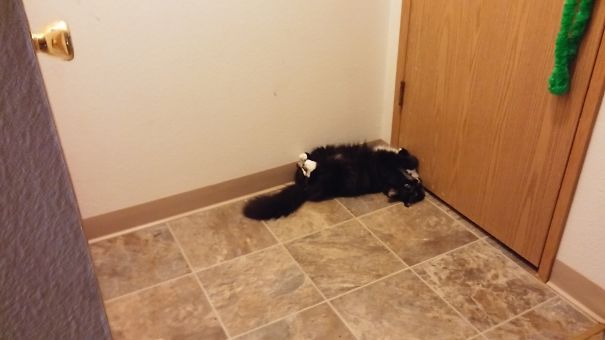 Taylor Holding Up A Wall. He Regularly Likes To Sleep Against Walls....