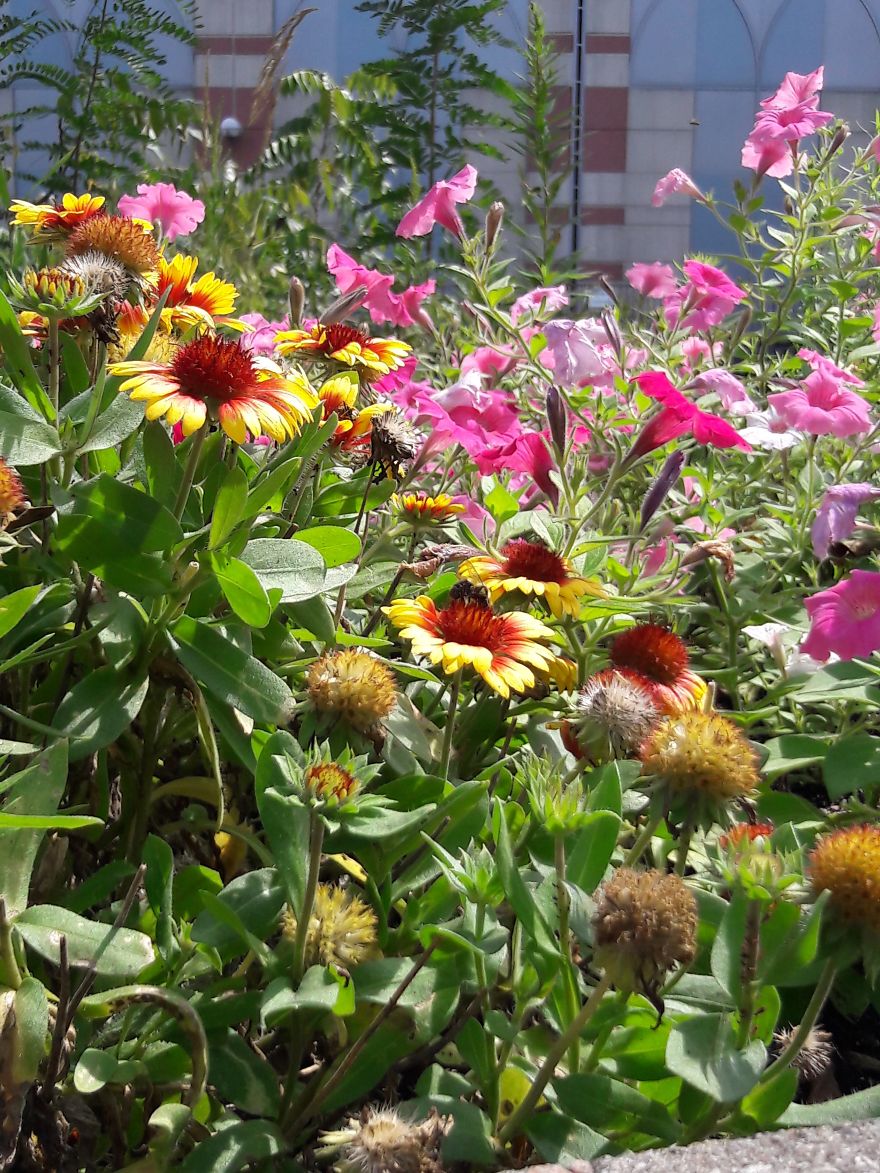 I Walk Every Weekend In My City's Downtown To Enjoy The Weather And Snap A Couple Pics Or Two