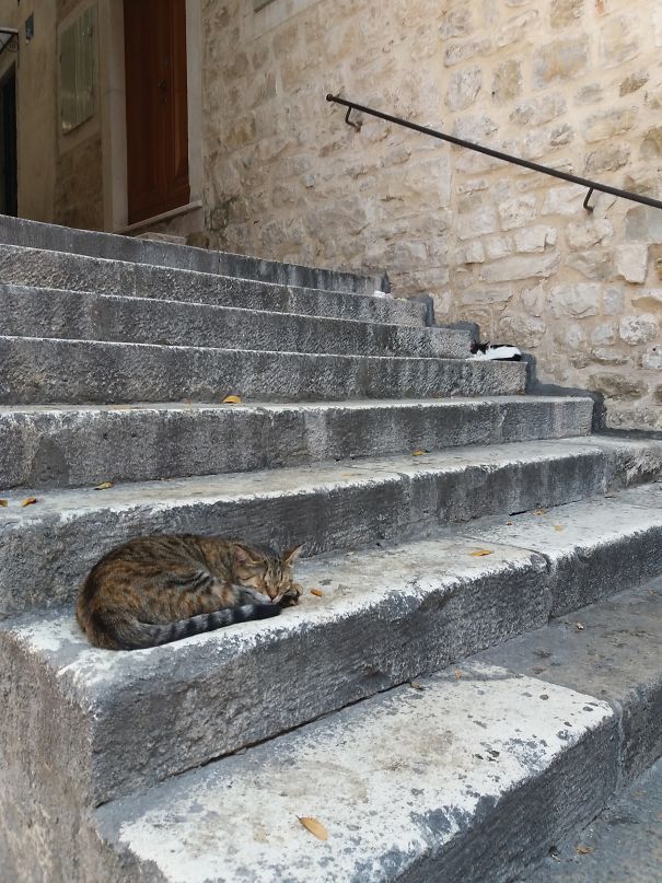 Sleeping In A Same Position 😻🐈