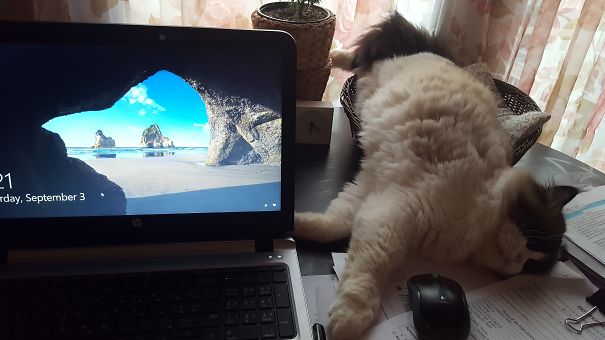 Multitask - Working While Sleeping 😂😂