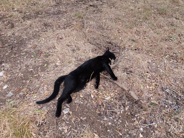 When You Think Your Cat Is Dead #sleepingwithatrophy