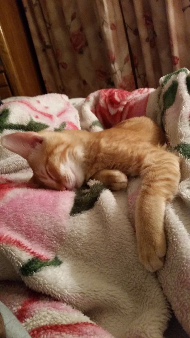 Lucci Falls Asleep So Confortable