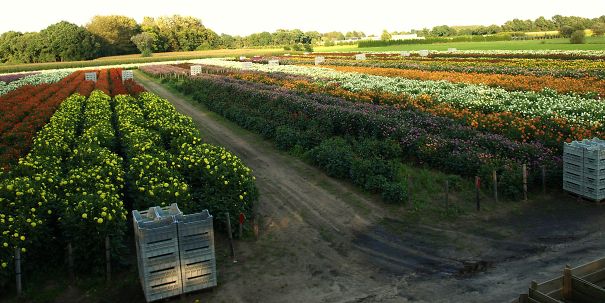 2560px-Dahliaveld_Bloemencorso_Zundert.jpg